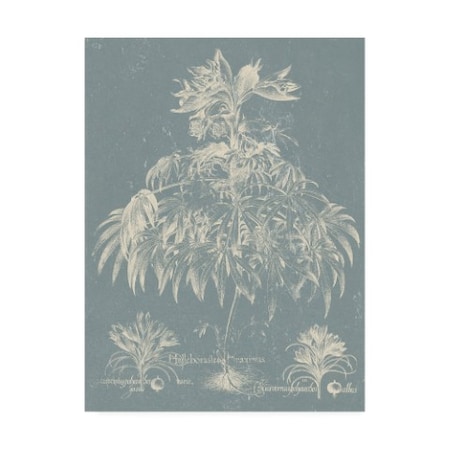 Vision Studio 'Delicate Besler Botanical I' Canvas Art,14x19